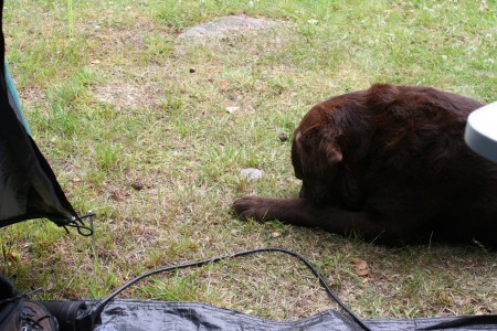 mijn waak hond voor de vakantie