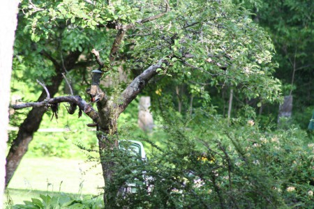Grote bonte specht op de camping